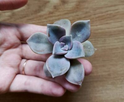 Зріз graptopetalum snow white( china)