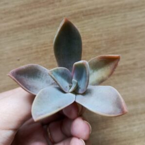 Зріз Graptoveria Fred ives