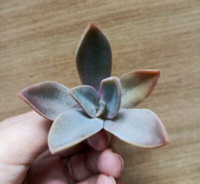Зріз Graptoveria Fred ives