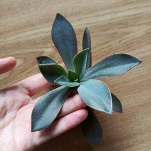 Зріз Graptoveria Fred ives