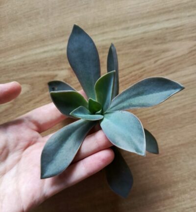 Зріз Graptoveria Fred ives
