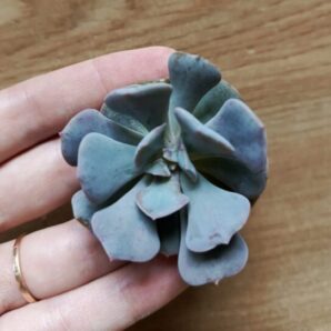 Зріз Echeveria Cubic frost