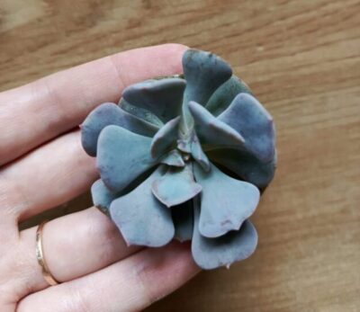 Зріз Echeveria Cubic frost