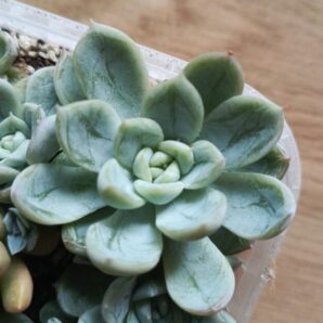 Echeveria Elsa