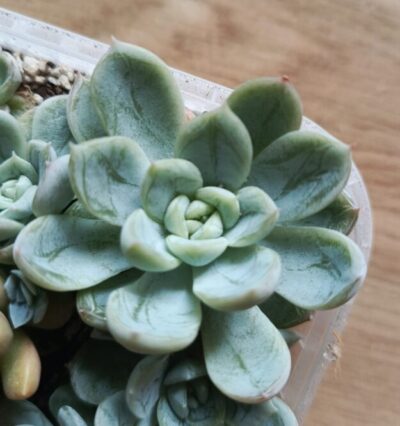 Echeveria Elsa