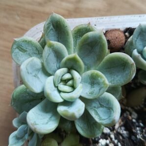 Echeveria Elsa