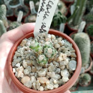 Mammillaria saboae haudeana