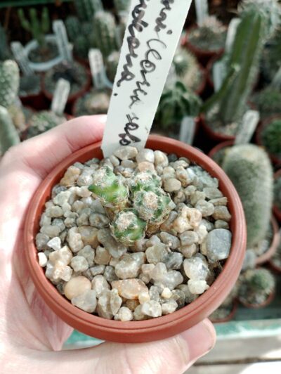Mammillaria saboae haudeana