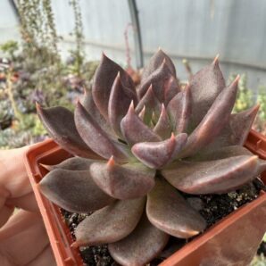 Echeveria Alfred Graf