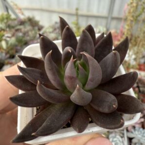 Echeveria Black Knight