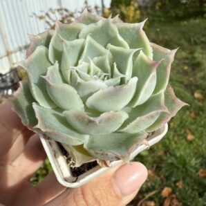 Echeveria Laguna Sanchez