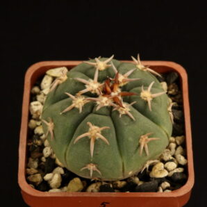 Gymnocalycium spegazzinii var. unguispinum
