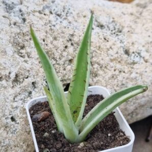 Agave Guiengola Creme Brulee var