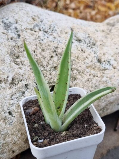 Agave Guiengola Creme Brulee var