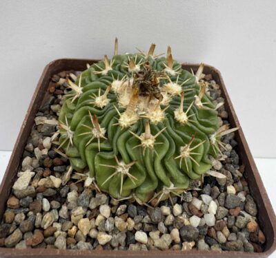 Echinofossulocactus sp., La Luz, Gto (TL M. duwei) - Зображення 2