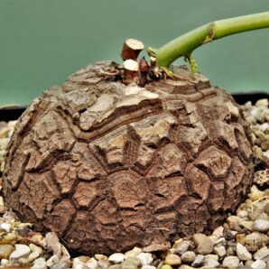 dioscorea-elephantipes-2