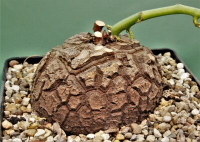 dioscorea-elephantipes-2