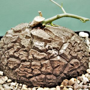 dioscorea-elephantipes-3
