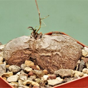 dioscorea-elephantipes-3a