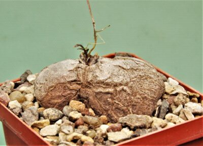 dioscorea-elephantipes-3a