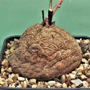 dioscorea-elephantipes-4