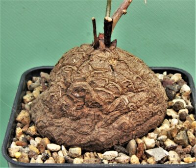 dioscorea-elephantipes-4
