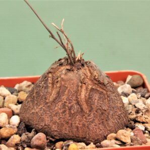 dioscorea-elephantipes-4a.