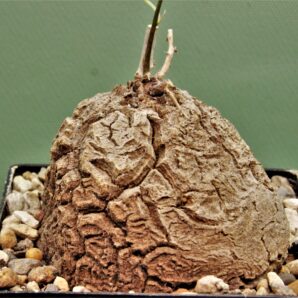dioscorea-elephantipes-5