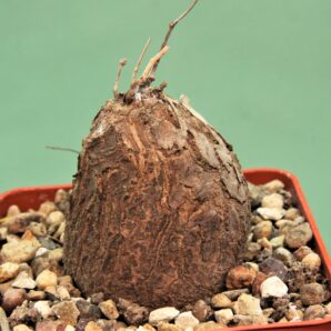 dioscorea-elephantipes-5a