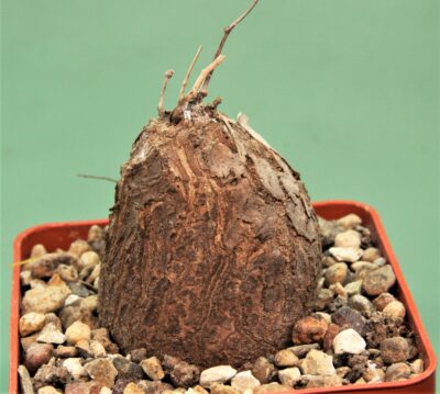 dioscorea-elephantipes-5a