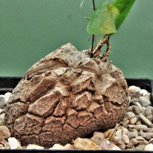 dioscorea-elephantipes-6