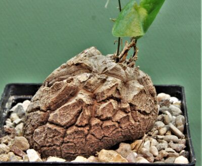 dioscorea-elephantipes-6