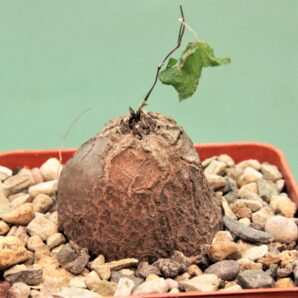 dioscorea-elephantipes-7a