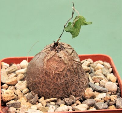 dioscorea-elephantipes-7a