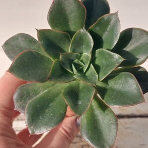 Echeveria Alektia