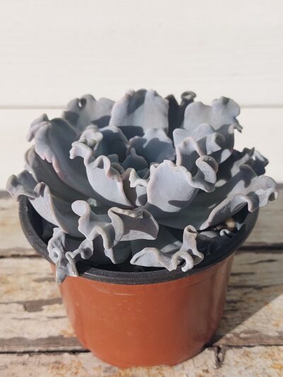 Echeveria Crispate Beauty - Зображення 2