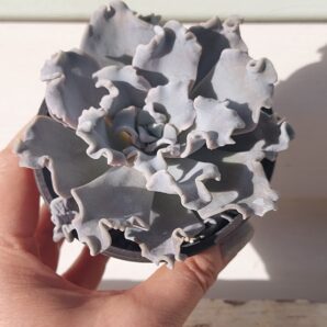 Echeveria Crispate Beauty