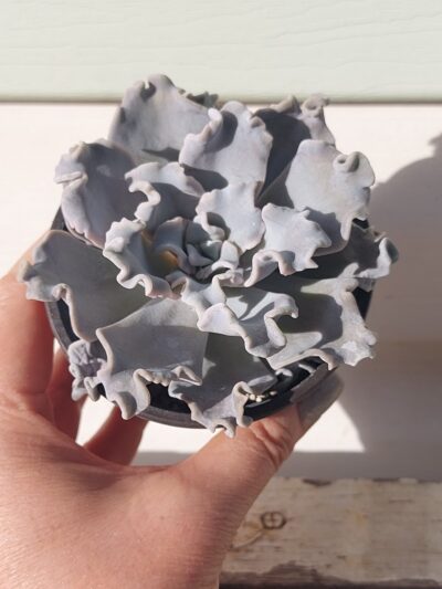 Echeveria Crispate Beauty