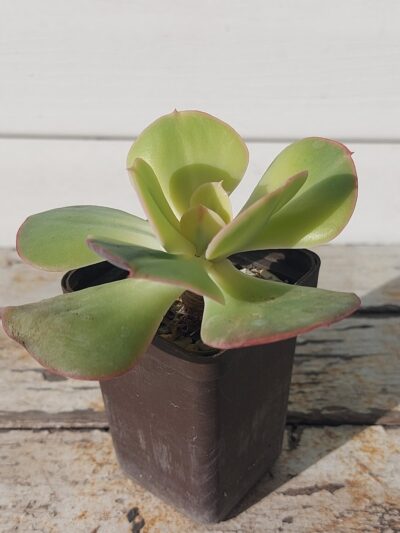 Echeveria Enfant - Зображення 2