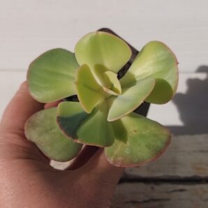 Echeveria Enfant