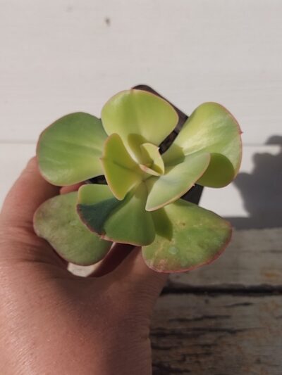Echeveria Enfant
