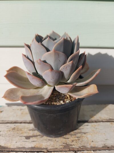 Echeveria Latte Rose - Зображення 2