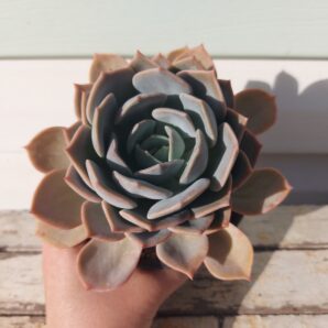 Echeveria Latte Rose