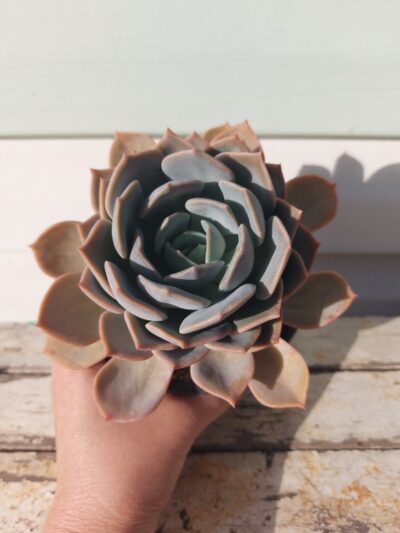 Echeveria Latte Rose