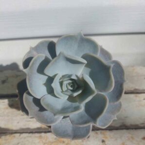 Echeveria Lilacina