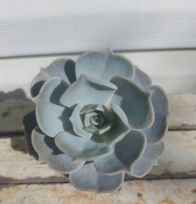 Echeveria Lilacina