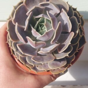 Echeveria Lilacina hybrid