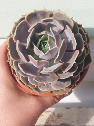 Echeveria Lilacina hybrid