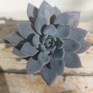 Echeveria Lulu