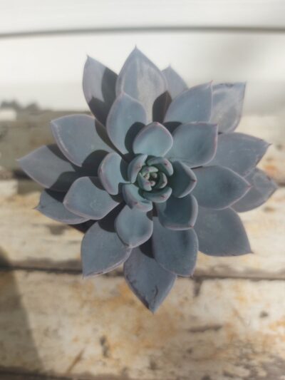Echeveria Lulu